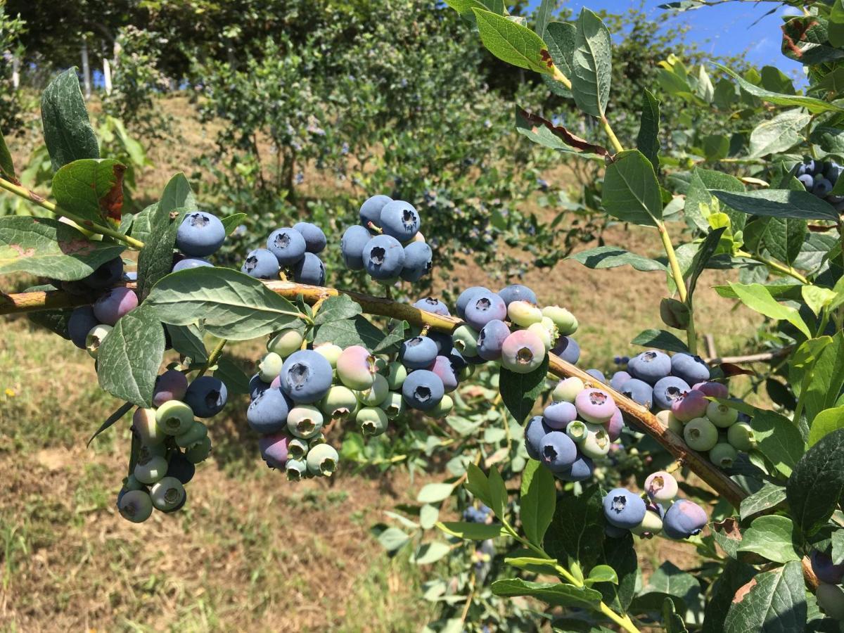 Agrialpi By Salfrutta Bed & Breakfast Bricherasio Dış mekan fotoğraf