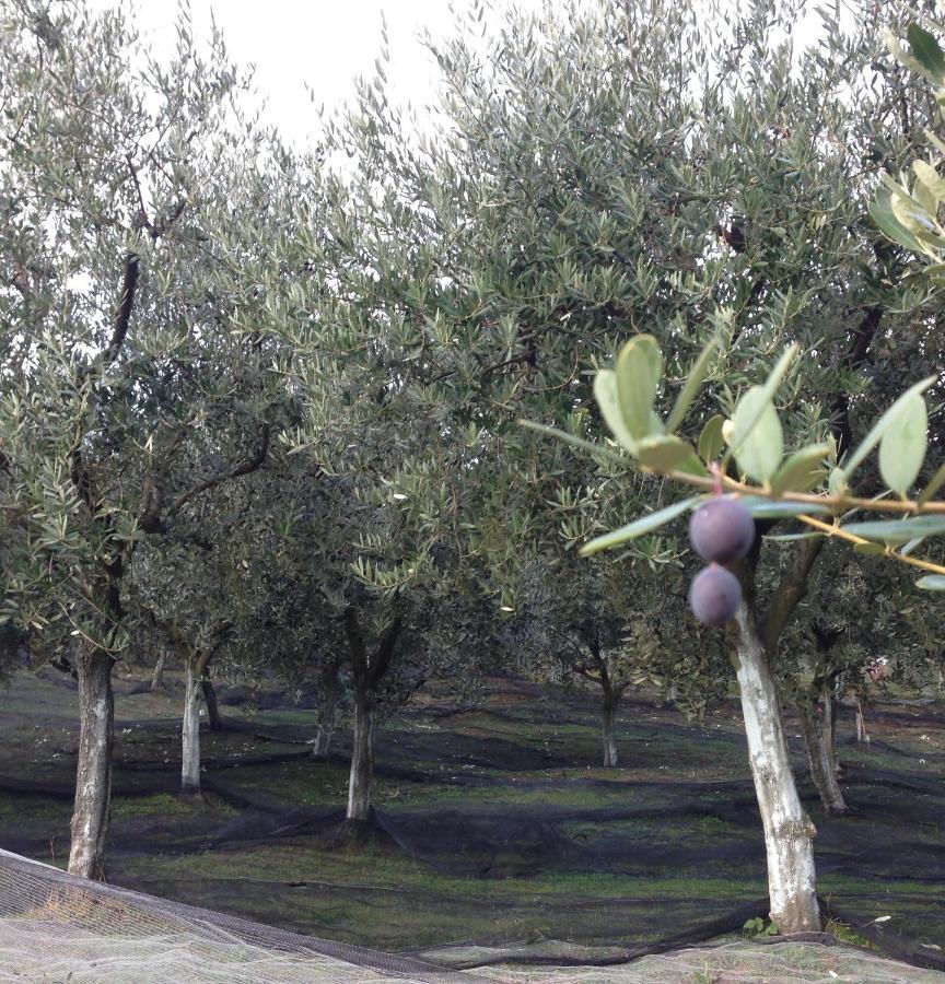 Agrialpi By Salfrutta Bed & Breakfast Bricherasio Dış mekan fotoğraf