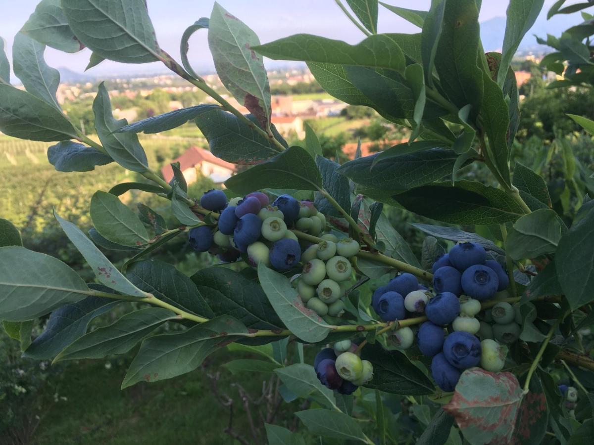 Agrialpi By Salfrutta Bed & Breakfast Bricherasio Dış mekan fotoğraf